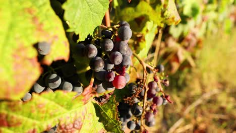 close-up of grapes ripening on the vine