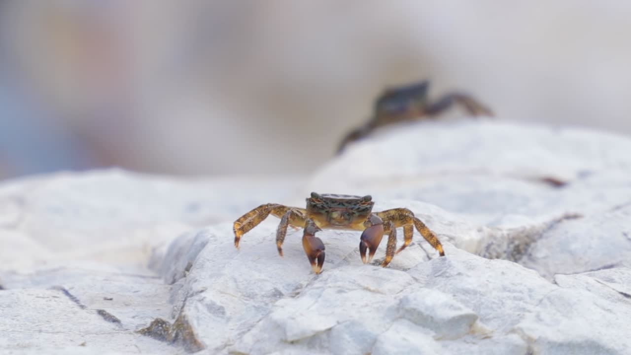 pachygrapsus marmoratus es una especie de cangrejo, a veces llamado cangrejo de roca de mármol o cangrejo de mármol, que vive en el mar negro, el mar mediterráneo y partes del océano atlántico.