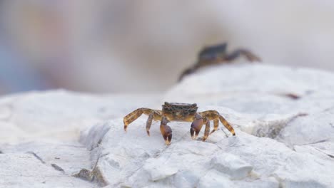 pachygrapsus marmoratus is a species of crab, sometimes called the marbled rock crab or marbled crab, which lives in the black sea, the mediterranean sea and parts of the atlantic ocean.