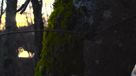 gorgeous close up footage gliding along and besides a green moss covered old and large tree bark with bokeh orange sunset or sunrise sky in the background during evening or dusk.