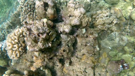 pez unicornio de columna naranja nadando en un arrecife de coral tropical en maui hawaii, 4k gopro bajo el agua