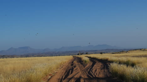 driving pov along dirt road with birds flying in front view