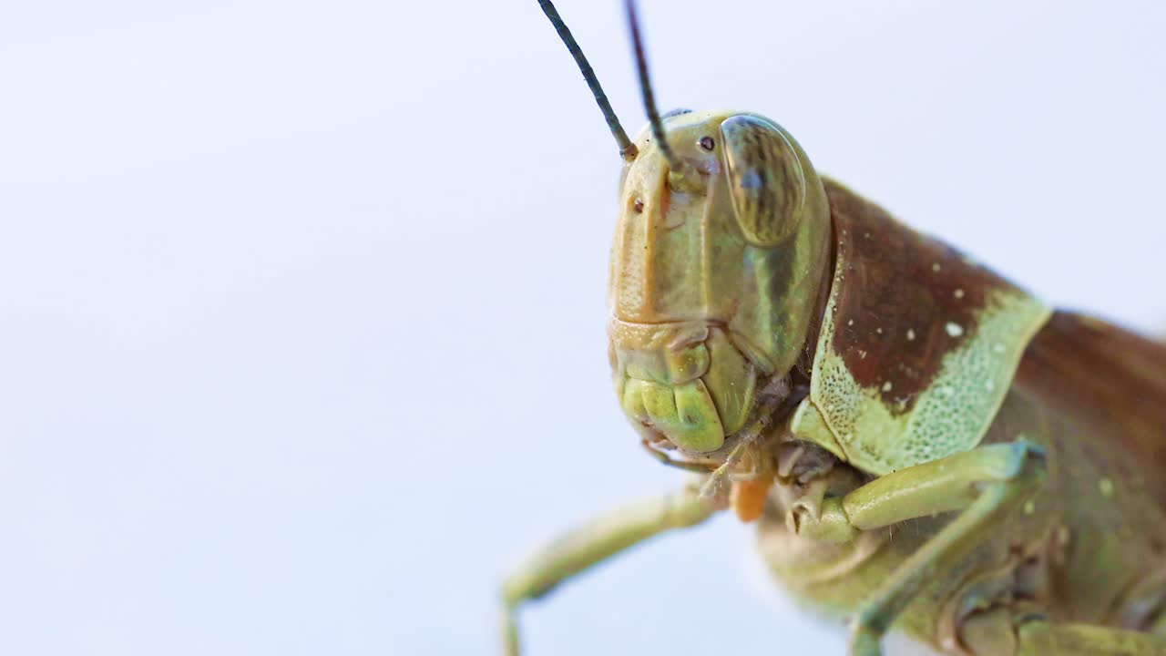 안테나 를 청소 하는 메기 의 클로즈업