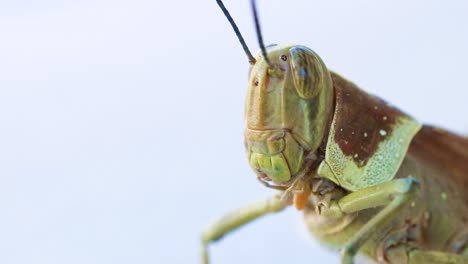 primer plano de un saltamontes limpiando sus antenas