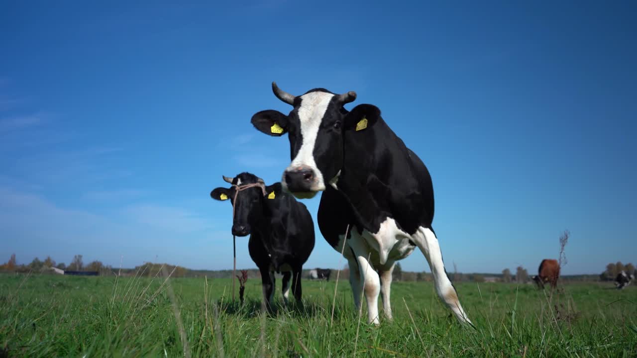 Cow looking into camera and sniffing it. Cow grazing on the green meadow in a sunny day. Farming concept. 4K 24p