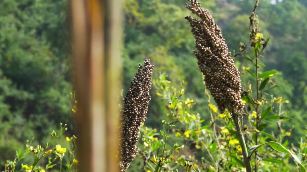 zarwani, dhirkhadi, gujarat 농장의 꽃