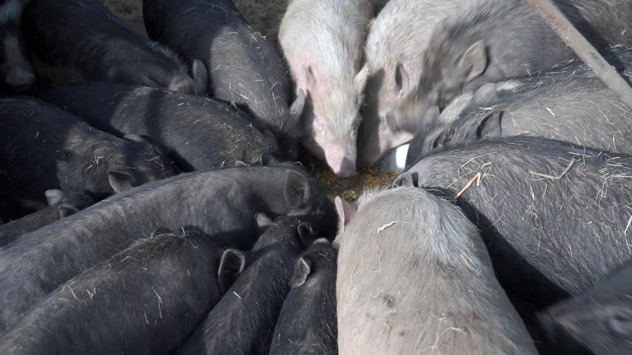 Close-up of group of pigs feeding in a pen