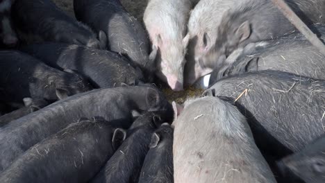 close-up of group of pigs feeding in a pen