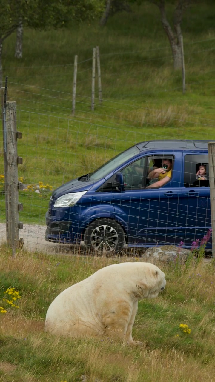 Un orso polare siede in un recinto erboso mentre un veicolo safari blu gli passa accanto, di giorno, ripreso da una telecamera fissa.