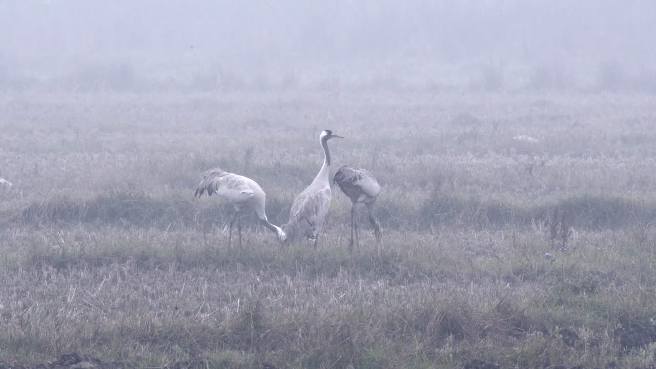 Grous-comuns comendo em um campo na névoa matinal.