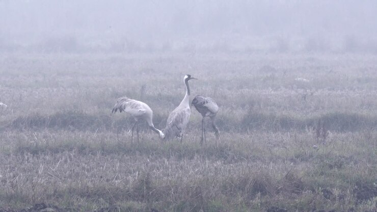 Common cranes eating in a field in the early morning fog