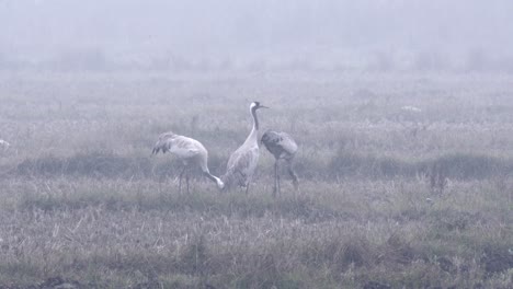 Grullas-Comunes-Comiendo-En-Un-Campo-En-La-Niebla-De-La-Mañana