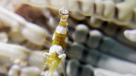 Close-up-of-a-colorful-anemone-shrimp-in-Palawan,-Busuanga,-natural-marine-life,-underwater-view