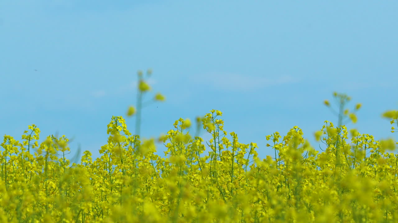 un primer plano de un campo de colza amarillo en flor con tallos altos y flores contra un cielo azul brillante