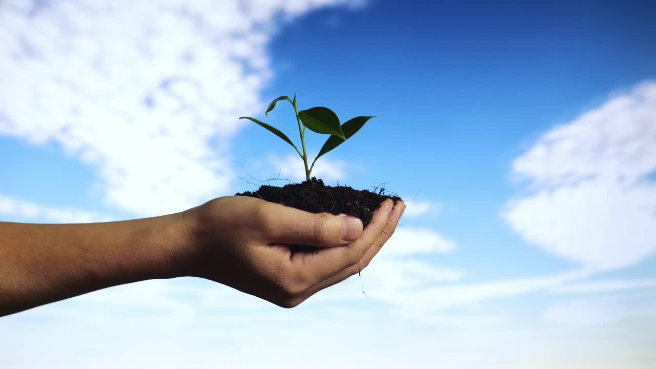cerca de barro de tierra negra con un brote de árbol en la mano del agricultor en el fondo del cielo azul