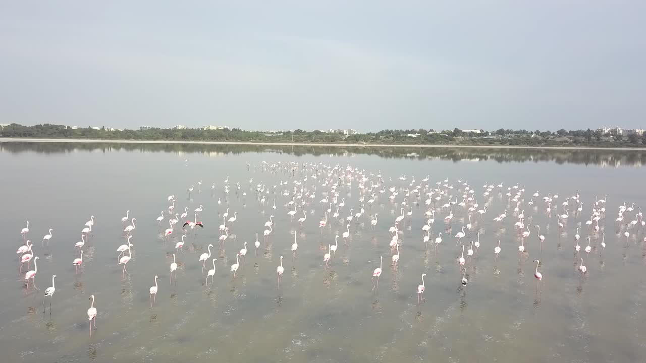 자연 환경, 라르나카 소금 호수, 키프로스에서 아름답고 이국적인 플라밍고 무리의 추적 샷