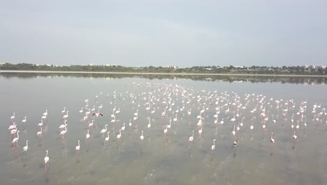 foto de seguimiento de una bandada de hermosos y exóticos flamencos en un entorno natural, lago salado de larnaca, chipre