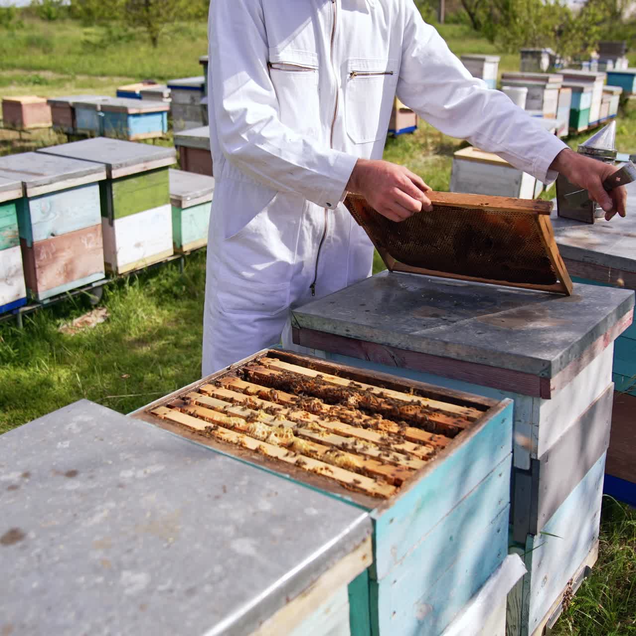 Man in white overall comes up to his bee hives. Apiarist uses metal tool to clean the honey frame