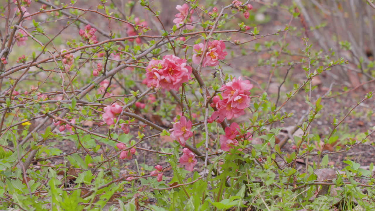 flores rosadas vibrantes que surgen en ramas delgadas, señalando la llegada de la primavera en medio de un fondo suave y natural