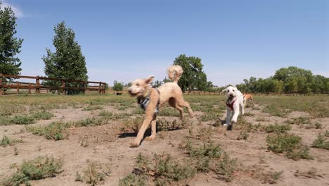 Tres-Perros-Que-Regresan-Al-Dueño-Después-De-Recuperar-Una-Pelota,-Reducidos-A-La-Mitad-De-La-Velocidad