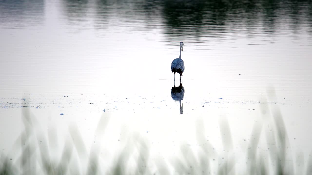 Grand Héron pêchant dans l'eau.
