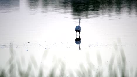 great blue heron fishing in water