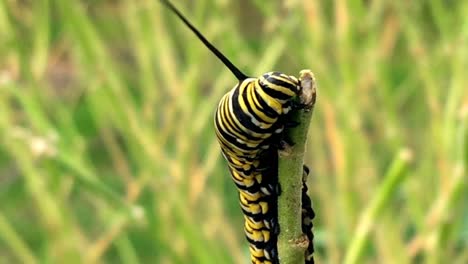 Monarchfalter-Danaus-Plexippus-Raupe-Nahaufnahme-Zoom-Fütterung-Auf-Einer-Pflanze-Zweig-Insekt-Larvenstadium-Künstlerisch-Moderne-Kunst-Abstrakt-Design-Kreative-Videographie-Natur-Im-Freien