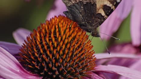 super close-up of a black butterfly with white streaks and orange inside intent on pollinating