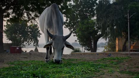 kankrej cow eating  grazing grass on the shore of a lake in the evening.