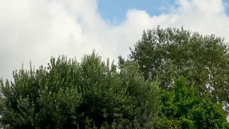 clouds over garden within emsworth, hampshire