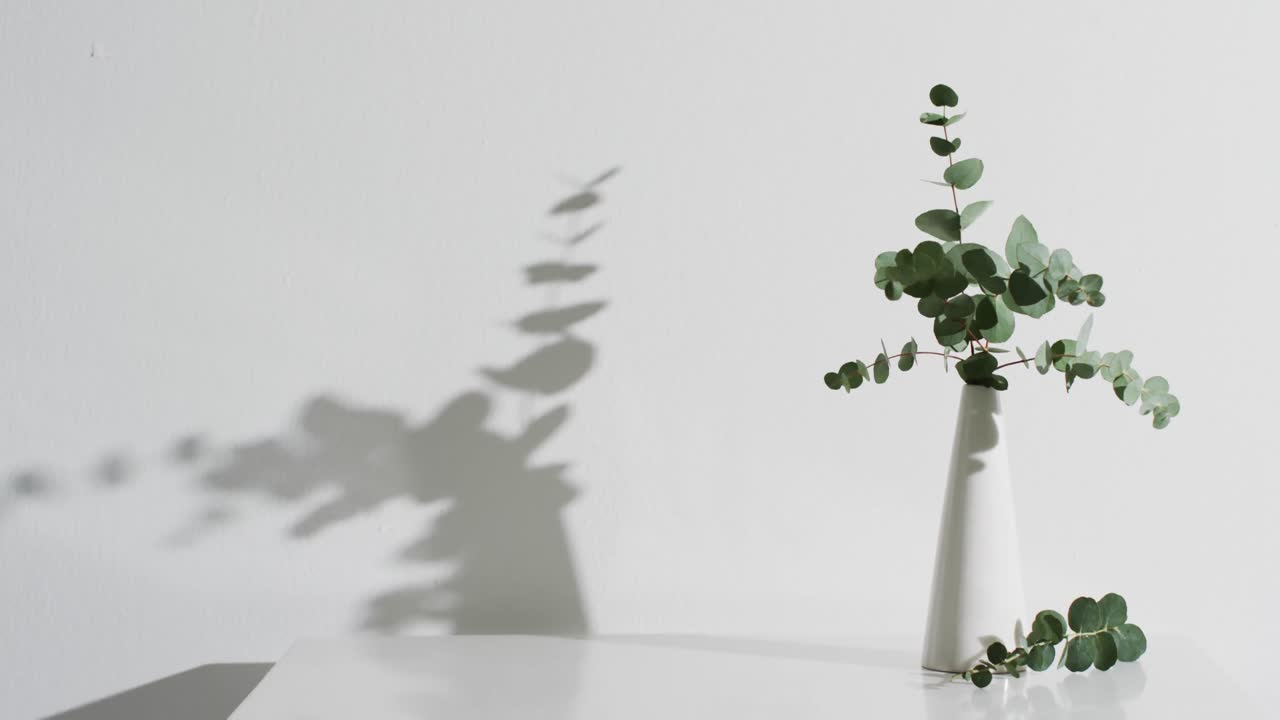 video di ramoscelli con foglie verdi in vaso bianco con spazio di copia su sfondo bianco