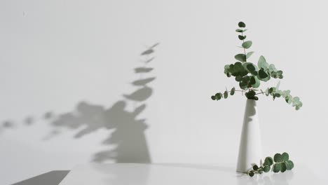 Video-of-twigs-with-green-leaves-in-white-vase-with-copy-space-on-white-background