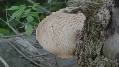 tree fungus on fallen tree along wissahickon creek