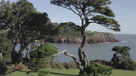 Proximity-aerial-past-gnarled-mature-pine-tree-in-green-manicured-park