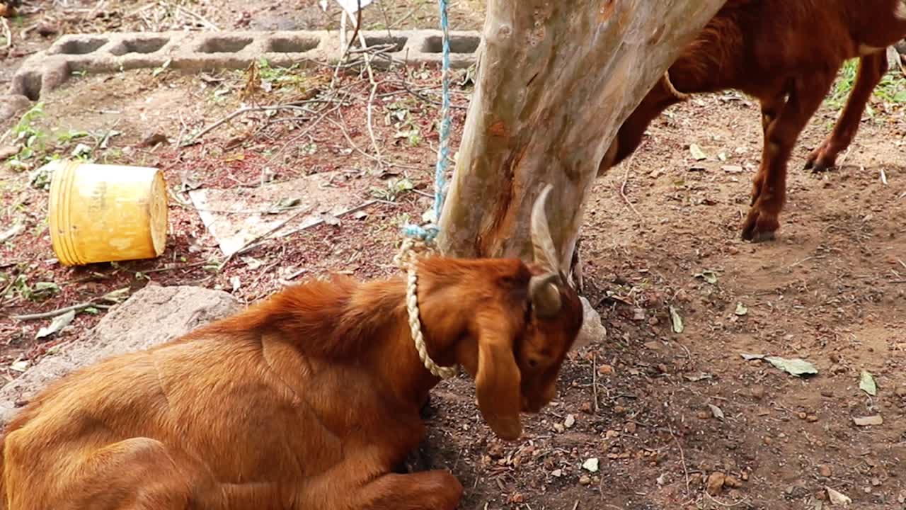 목 에  ⁇ 줄 을 매고 있는 갈색 염소