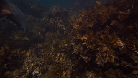 sea lion swims low over algae-covered reef near neptune islands in crystal clear water