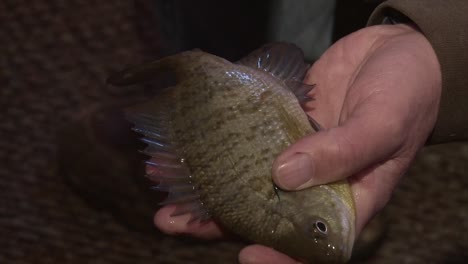 un pez mantenido por un hombre dentro de un refugio de pesca en hielo - de cerca