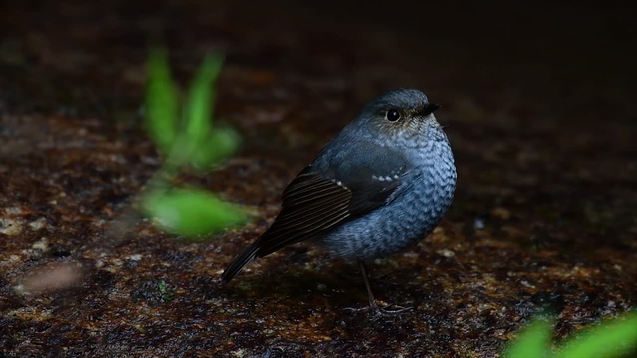 esta hembra de colirrojo plomizo no es tan colorida como el macho pero seguro que es tan esponjosa como una bola de un lindo pájaro