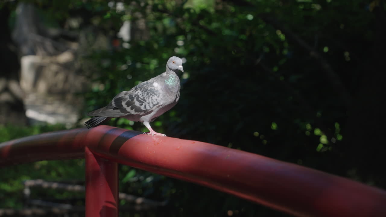 바위 비둘기는 일본 도쿄의 공원에서 빨간 금속 다리에 쉬었다