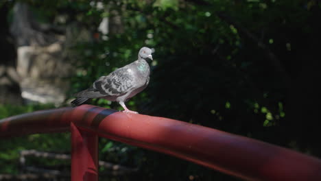 rock pigeon rested on a red metal bridge at the park in tokyo, japan