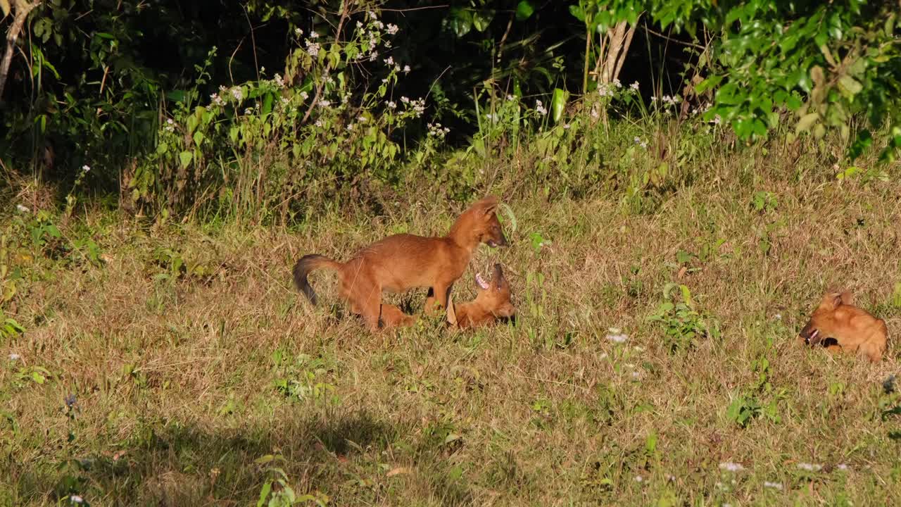 perro salvaje asiático o dhole, cuon alpinus visto encima de otro mientras jugaba en la hierba y el otro mira durante una tarde muy calurosa en el parque nacional khao yai, tailandia