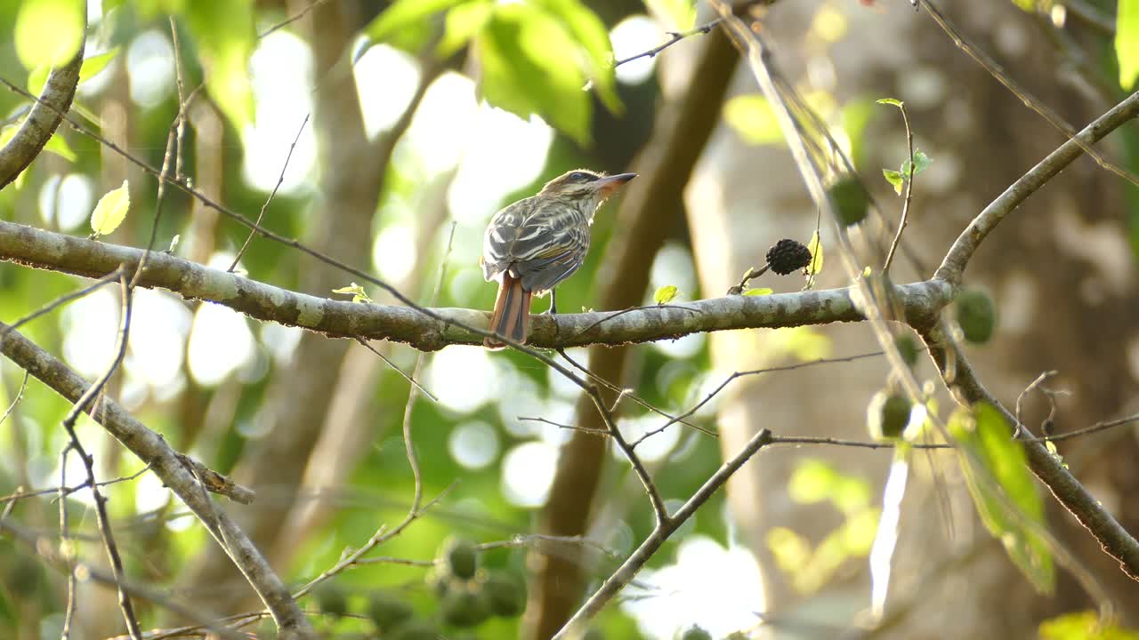 un pequeño pájaro posado en una rama en la reserva de la selva tropical de gamboa, panamá, tiro medio estático