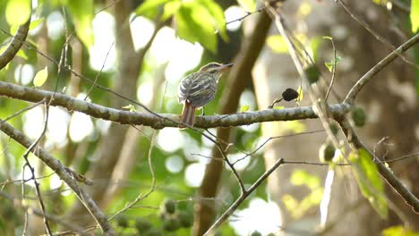 Ein-Kleiner-Vogel-Sitzt-Auf-Einem-Ast-Im-Regenwaldreservat-Von-Gamboa,-Panama,-Statische-Mittlere-Aufnahme