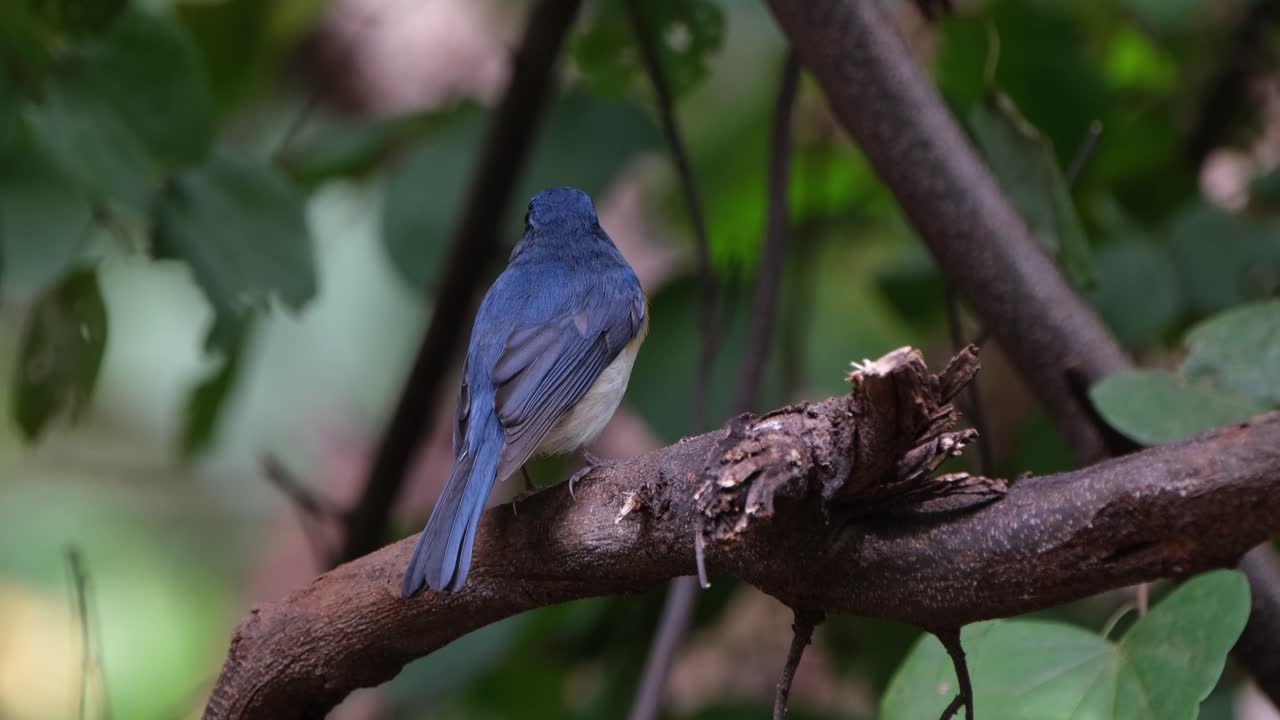 카메라가 좌우로 아오르면서 나가지에 앉아 있는 인도차이나의 파란색 파리잡이 (cyornis sumatrensis)