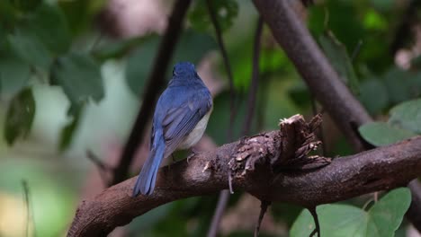 perched on a branch as the camera zooms out as it looks to the left, indochinese blue flycatcher cyornis sumatrensis male, thailand