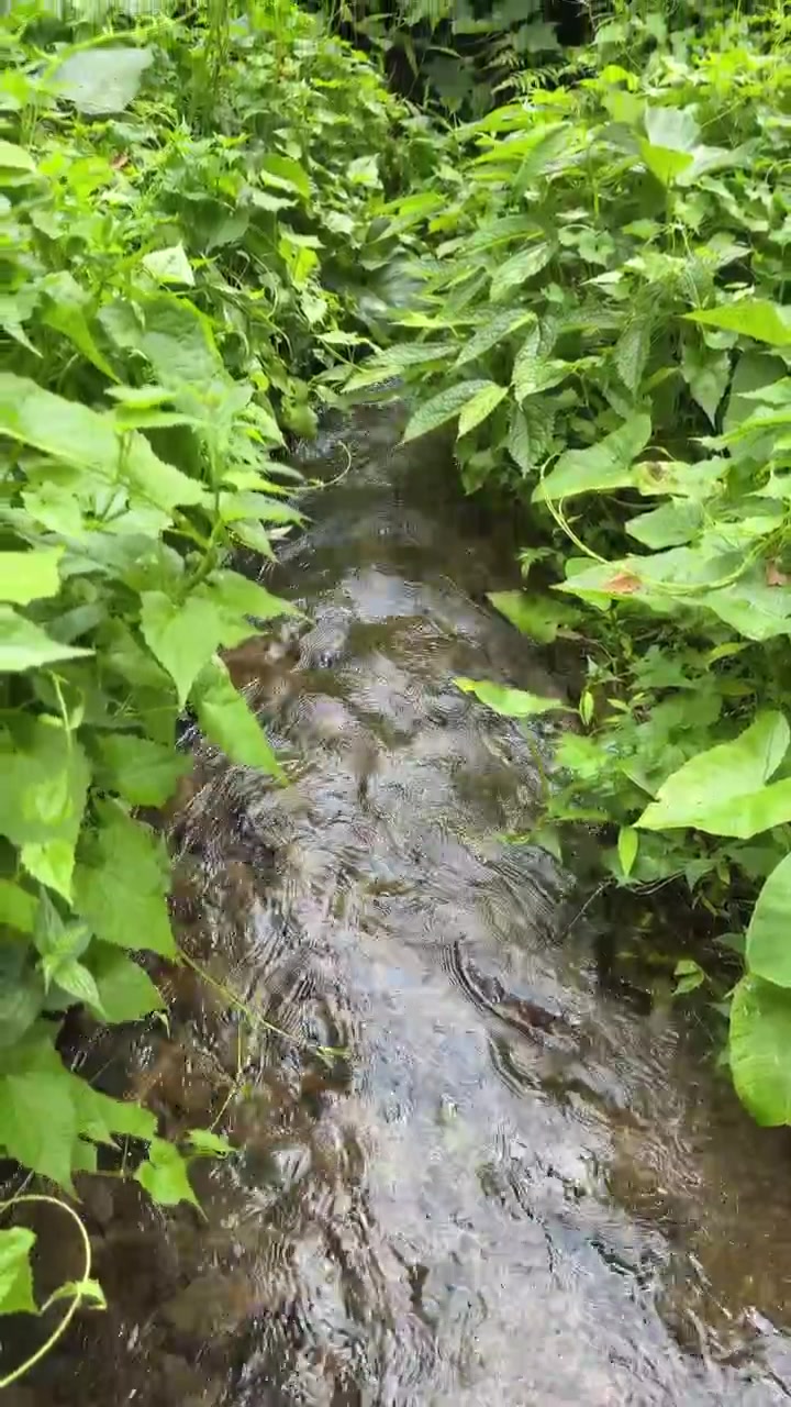 Riachuelo fluyendo a través de exuberante vegetación verde en la naturaleza