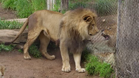 Männliche-Löwenspannung-Zwischen-Zookäfigen