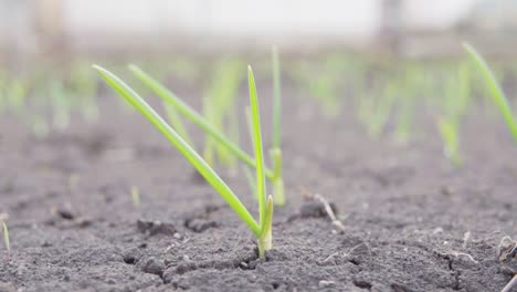 Wachsendes-Grünes-Gras-Auf-Dem-Schwarzen-Boden.-In-Zeitlupe-Aufgenommen