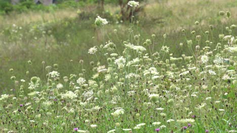 Ein-Herrliches-Feld-Weißer-Blumen,-Die-Im-Wind-Wandern