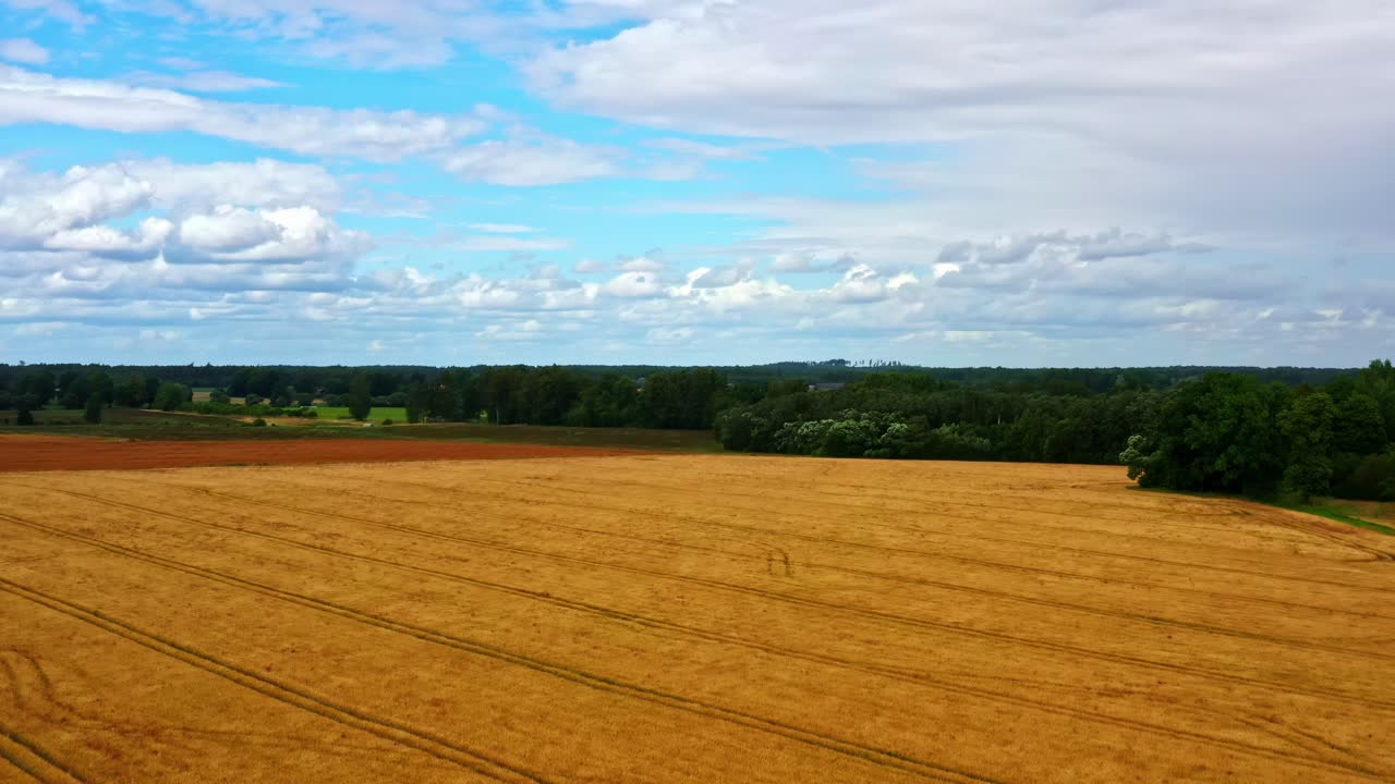 Goldenes Erntefeld, das sich bis zum Waldhorizont unter einem Himmel mit Cumuluswolken in der Luftaufnahme erstreckt